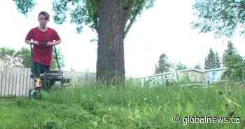 Edmonton residents come together to mow city-owned grass - Global News