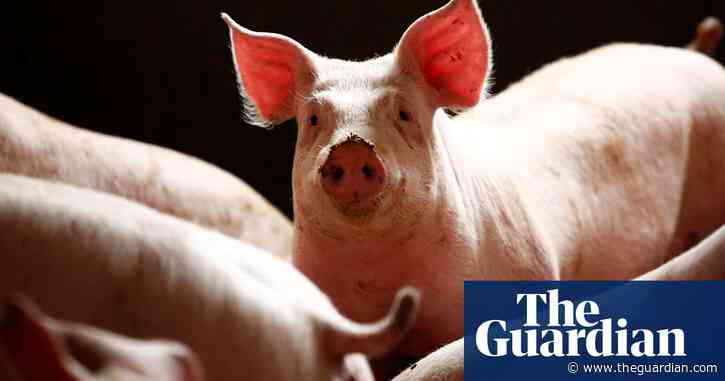 'Worst outbreak ever': Nearly a million pigs culled in Nigeria due to swine fever