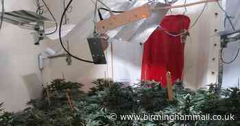Cannabis plants worth £400,000 seized by police in raid