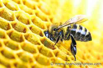 Coronavirus lockdown: Pollution decrease makes honey bees healthy; honey yield doubles during lockdown