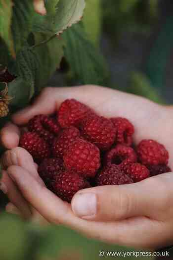 PHOTO OF THE DAY: Anyone for raspberries?