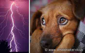 Top tips on how to keep your pet calm during a thunderstorm - St Helens Star