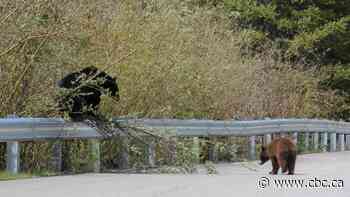 Jasper National Park issues new restrictions to enforce physical distancing with wildlife