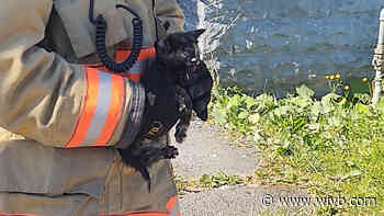 Buffalo firefighters rescue kitten from sewer