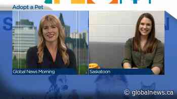 Adopt a Pet: Four-month old Sophia the cat