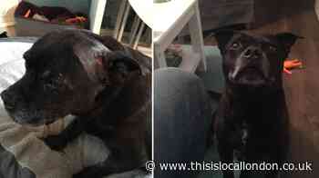 Dog hit by moped riders in Carshalton