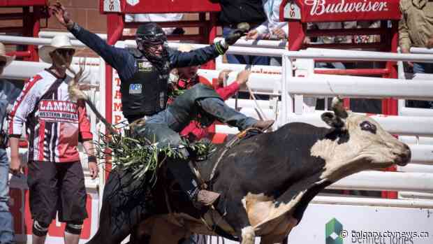 No call to buck, rodeo bulls and broncs idled by COVID-19 pandemic