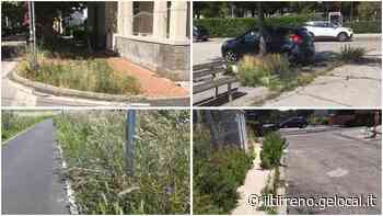 Vegetazione incolta sui marciapiedi ed erba alta nei parcheggi - Il Tirreno