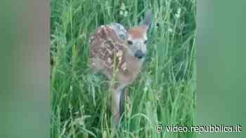 Nell'erba alta c'è qualcosa che si muove: un cerbiatto viene aggredito - La Repubblica