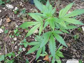 21enne in cerca di sballo chiede 200 euro di "erba". Il pusher le consegna erba di campo - L'Eco Vicentino