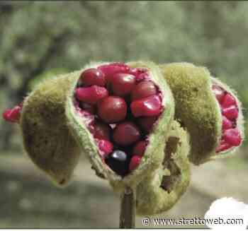 La rosa di montagna in Aspromonte: l’erba di luna che brilla di notte come gli astri [FOTO e VIDEO] - Stretto web