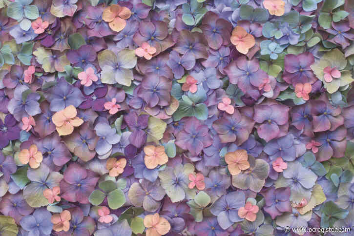 Gardening: What you need to know about hydrangeas