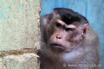 Alcoholic killer monkey ends up imprisoned for life
