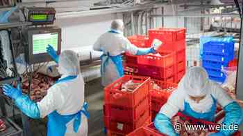 Ab nächster Woche gibt es wohl weniger Fleisch – und die Schweine verfetten