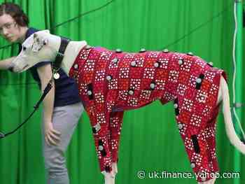 New technology could make your dog a motion capture movie star