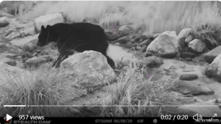 AZGFD: Bears ‘possibly’ displaced by Bighorn Fire