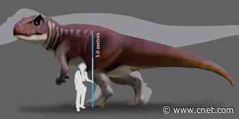 'Badass dinosaur': Australia's largest theropod identified by its footprints     - CNET