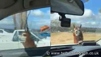 ‘Guard llama’ chases police car in Australia