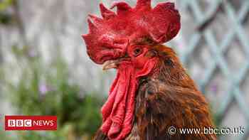Maurice the noisy French cockerel dies aged six