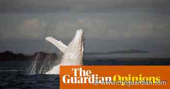 The whales are moving up Australia's east coast: tell us about your best 'spot'
