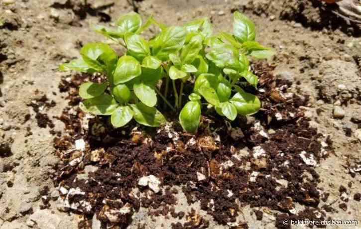 Learn How To Grow Your Garden With Egg Shells And Coffee Grounds