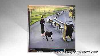 Animal Control Officers seeking woman allegedly involved in dog attack - Lethbridge News Now