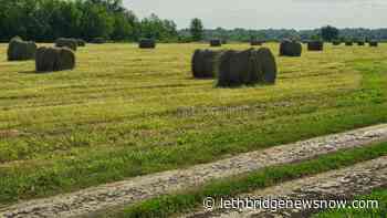 New Forage U-Pick program to assist producers - Lethbridge News Now