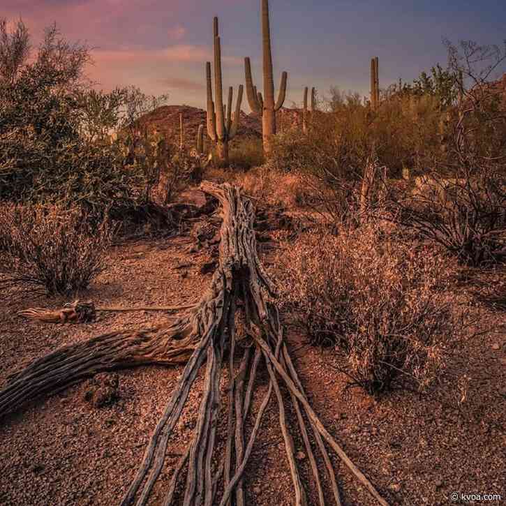 Limited services resume at Saguaro National Park