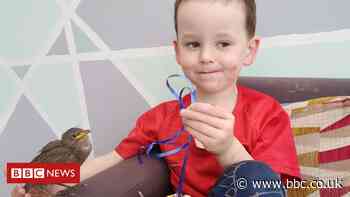Coronavirus: Shielding boy, five, hand-rears bird during lockdown