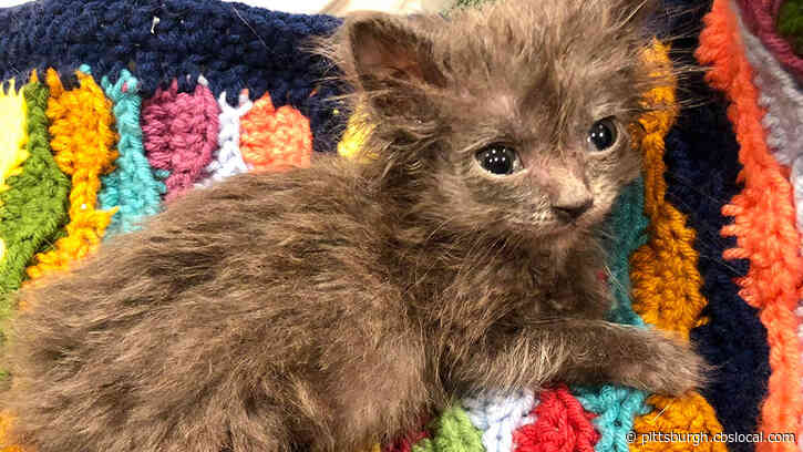 Woman Crochets 108 Blankets, More Than 50 Pillows For Cats At Humane Animal Rescue