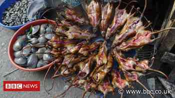 New evidence of virus risks from wildlife trade