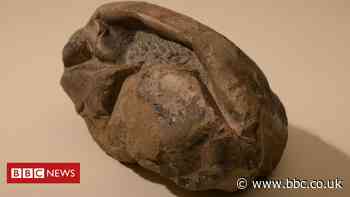 Mystery egg likely belonged to giant sea reptile, scientists say