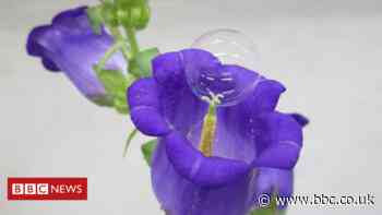 Blowing bubbles: Soapy spheres pop pollen on fruit trees