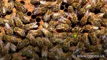 A Bee C: Scientists translate honeybee queen duets