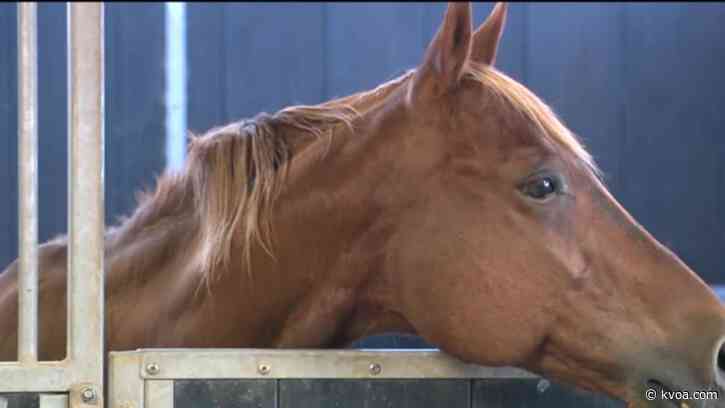 Pima County steps up to keep pets, livestock safe from Bighorn Fire