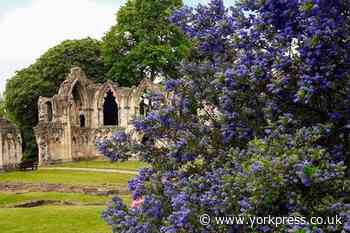 Museum Gardens in York to re-open to the public