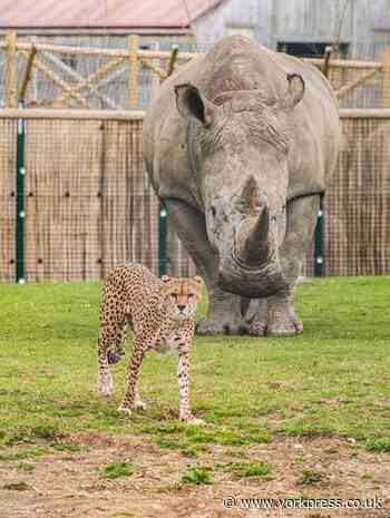 Flamingo Land zoo re-opens to the public today