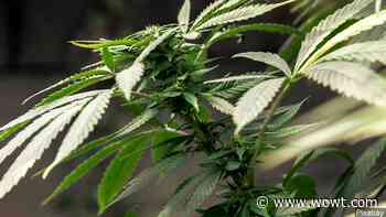 Petitioners for medical marijuana approach deadline - WOWT