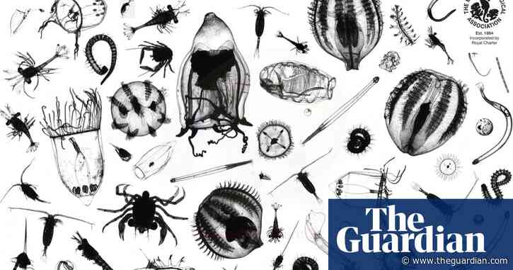 Tiny plankton tell the ocean's story – this vast marine mission has been listening