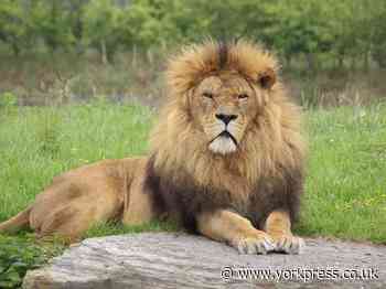 The Lion King of Yorkshire Wildlife Park