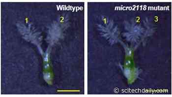 Once Thought to Have No Function, “Dark Matter” DNA Is Vital for Rice Reproduction