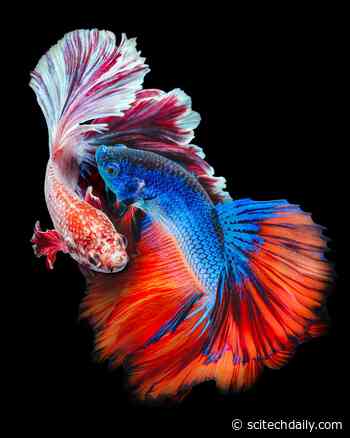 Fighting Fish Synchronize Their Combat Moves and Gene Expression Leading to Tightly Meshed Battles