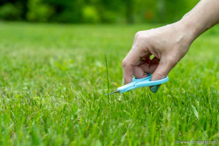 How low should your cut the grass in your lawn during the summer heat?