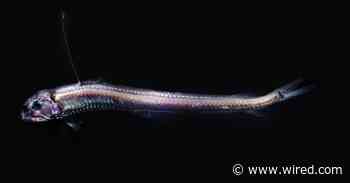 A Deep Dive With the Weirdest Fishes in the Sea