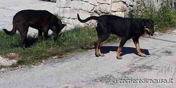 Cani catturati dalla polizia locale e sanzioni per la proprietaria - Pozzallo - CorrierediRagusa.it