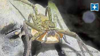 Aldi Varel: Spinne jetzt im Aquarium Wilhelmshaven - Nordwest-Zeitung