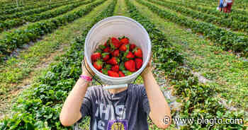 Pick-your-own strawberries at farms near Toronto open for the season this month - blogTO