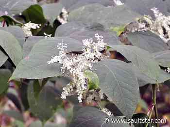 Cash helps fight invasive species