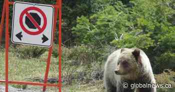 No-stopping zone in place on Hwy 1 near B.C.-Alberta border to protect bears