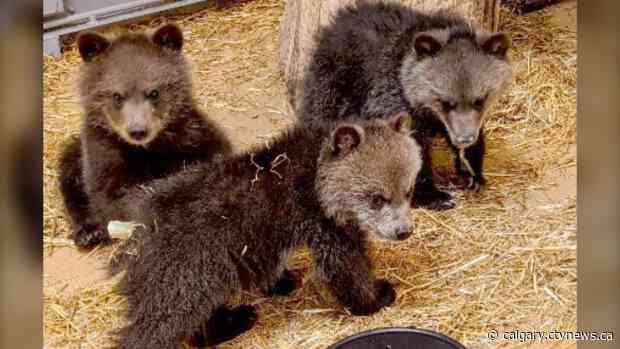 Group wants orphaned grizzly cubs sheltered at the Calgary Zoo released back into the wild
